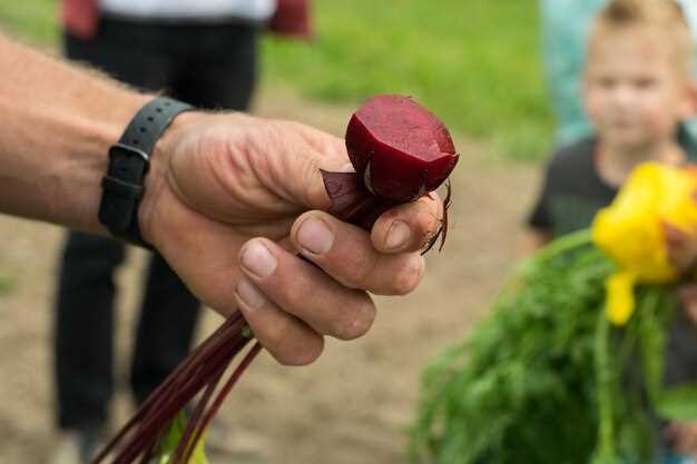 Технические параметры: содержание сахара, влажность, размеры корнеплодов