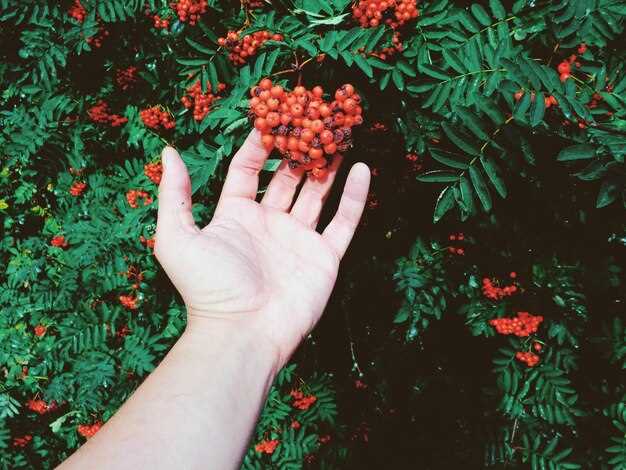 Что делать, если Калина не заводится: практические шаги и рекомендации